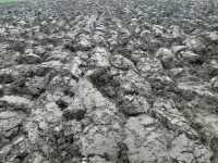 Pod kukurydzę Pod kukurydzę