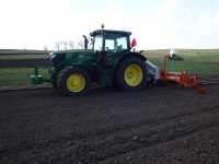 Dzik wiejski Dzik wiejski