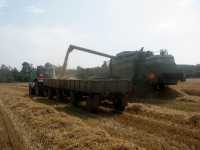 MF 5465 + 2 przyczepki i Fendt 5220