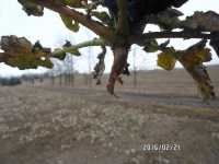 Rzepak ozimy Rzepak ozimy