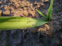 Na jęczmieniu Na jęczmieniu