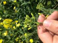 Rzepak ozimy Rzepak ozimy